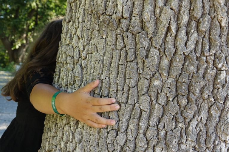 Read more about the article Oameni și copaci – asocieri psihologice și lecții de viață