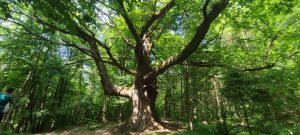 Read more about the article Timp liber lângă Târgoviște – Copacul de 1000 de ani