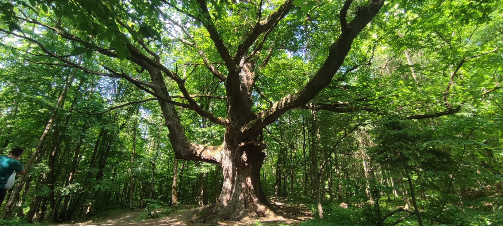 You are currently viewing Timp liber lângă Târgoviște – Copacul de 1000 de ani