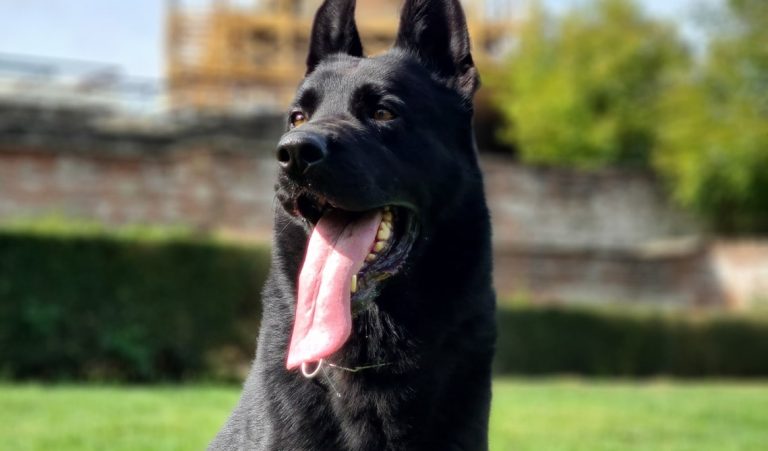 Read more about the article La mulți ani, Nero! Câinele care prinde infractori a împlinit 5 ani