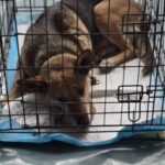 Titu mizează pe sterilizare și recensământ pentru gestionarea câinilor fără stăpân