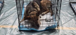 Read more about the article Titu mizează pe sterilizare și recensământ pentru gestionarea câinilor fără stăpân